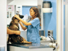 As 7 melhores clinicas Veterinárias da Região Oceânica