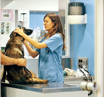 As 7 melhores clinicas Veterinárias da Região Oceânica